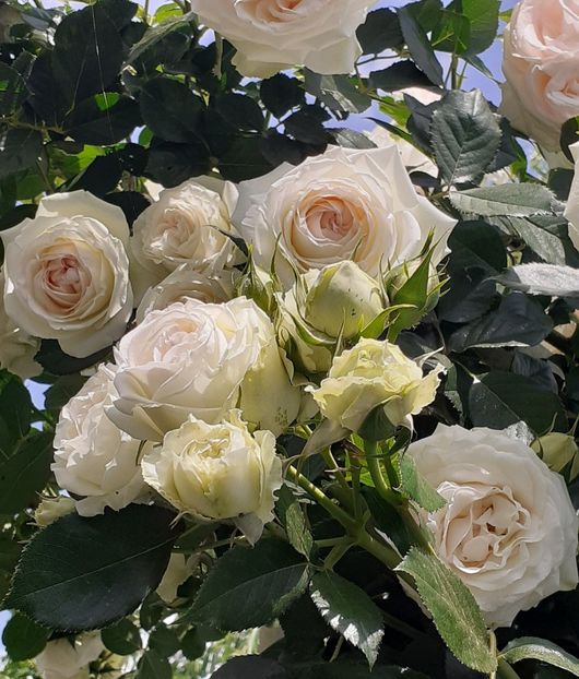  - 00 TRANDAFIRI 2022