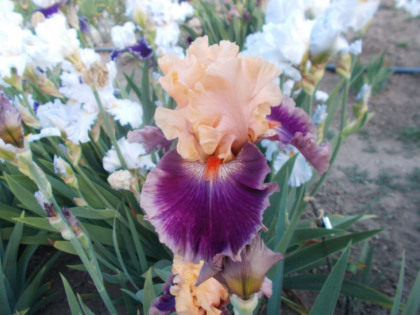 T-z-r9,7-rasputin-15 - IRISI INALTI SI MEDII DISPONIBILI IN-2023 capitol 1