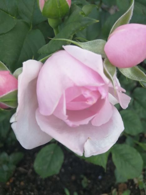  - Trandafiri 2020_2022 2023