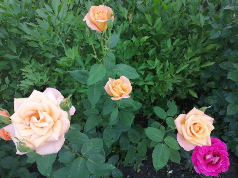  - Trandafiri 2020_2022 2023