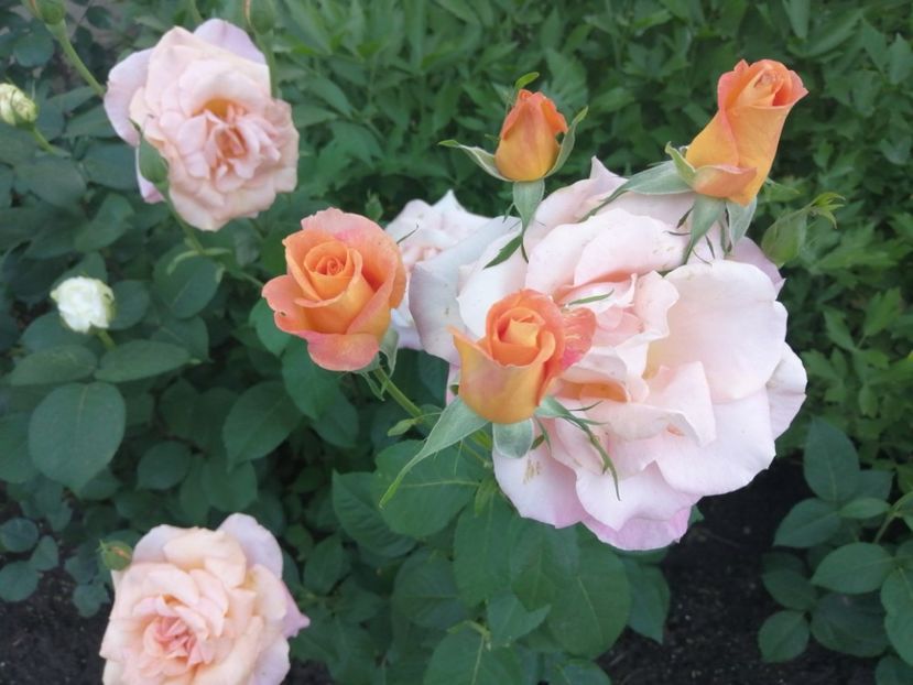  - Trandafiri 2020_2022 2023