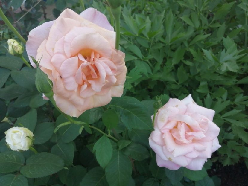  - Trandafiri 2020_2022 2023