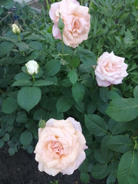  - Trandafiri 2020_2022 2023