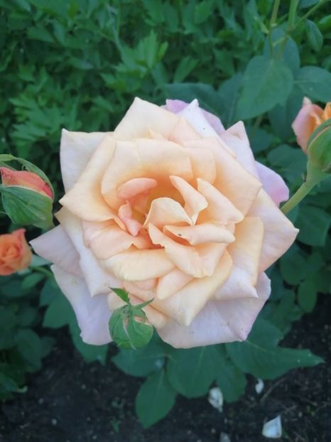  - Trandafiri 2020_2022 2023