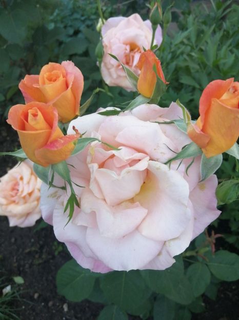  - Trandafiri 2020_2022 2023