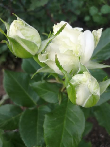  - Trandafiri 2020_2022 2023