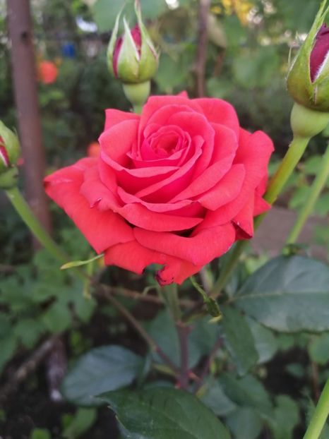  - Trandafiri 2020_2022 2023