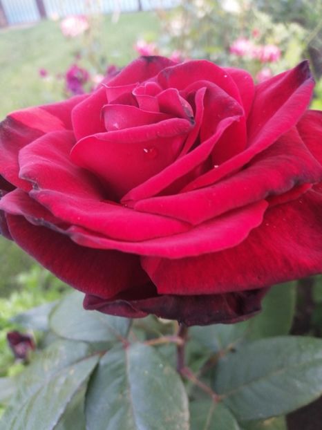  - Trandafiri 2020_2022 2023