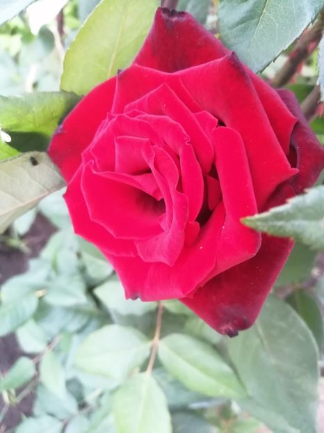  - Trandafiri 2020_2022 2023