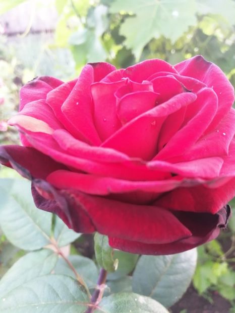  - Trandafiri 2020_2022 2023