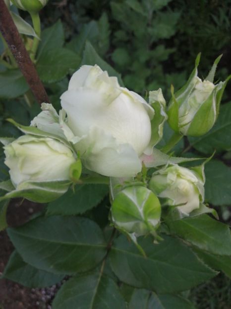  - Trandafiri 2020_2022 2023