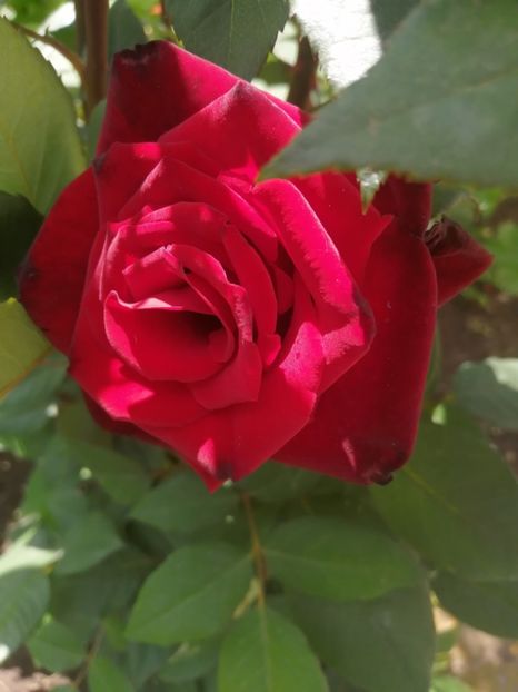  - Trandafiri 2020_2022 2023