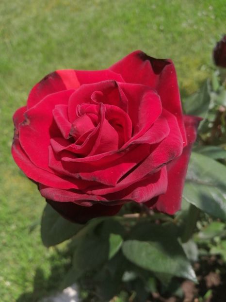  - Trandafiri 2020_2022 2023