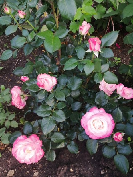  - Nostalgie Parfumat