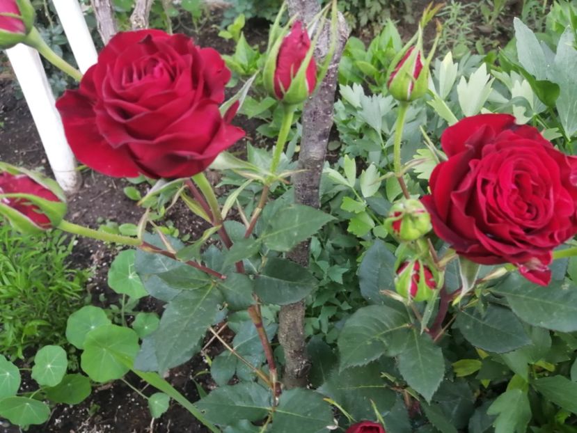  - Trandafiri 2020_2022 2023