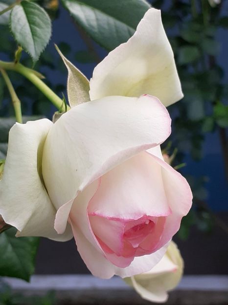 20220530_170750(0) - Eden Rose 2022