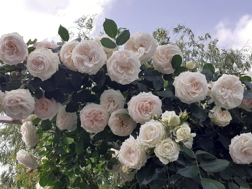  - Palais Royale 2022 - 2023-2024