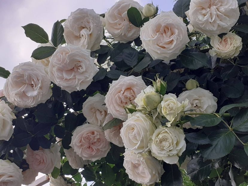  - Palais Royale 2022 - 2023-2024