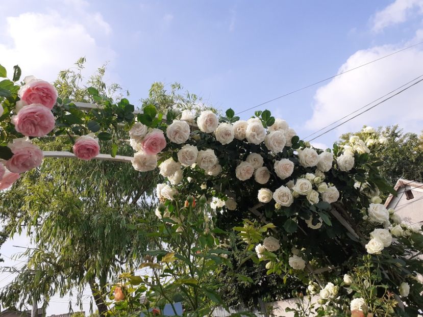  - Palais Royale 2022 - 2023-2024