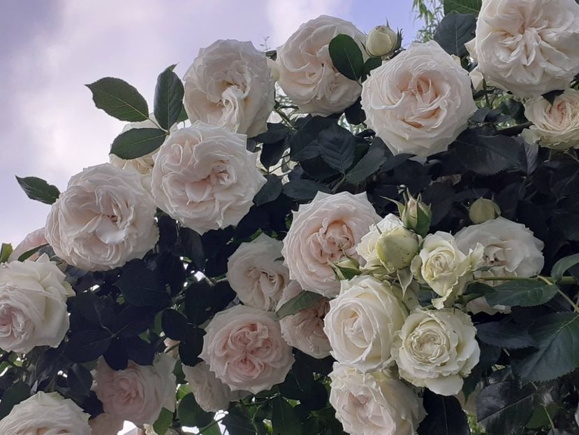  - Palais Royale 2022 - 2023-2024