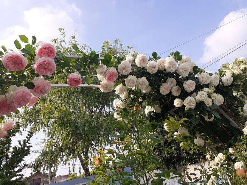  - Palais Royale 2022 - 2023-2024