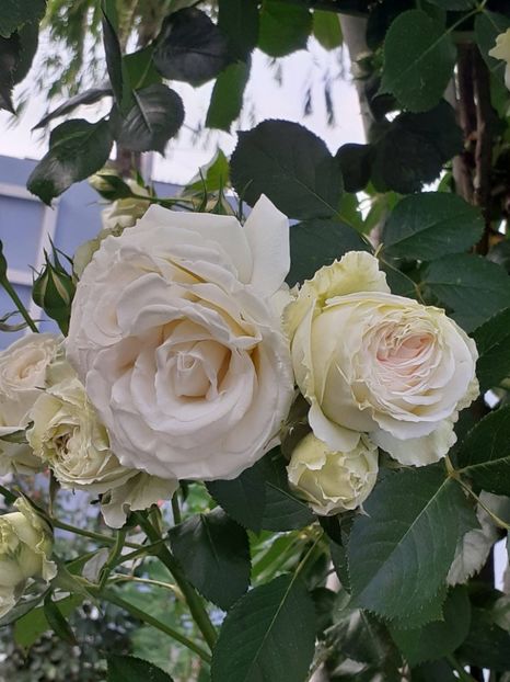  - Palais Royale 2022 - 2023-2024