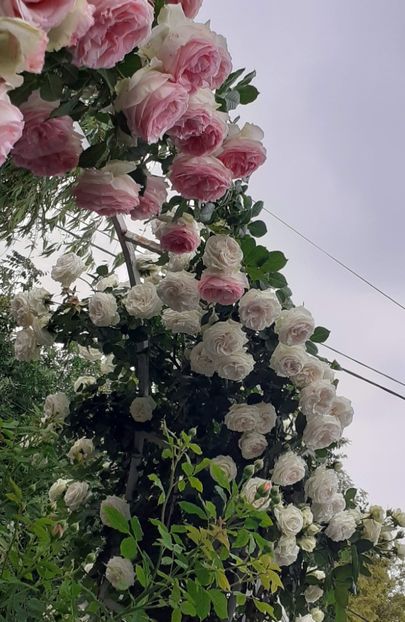  - Palais Royale 2022 - 2023-2024