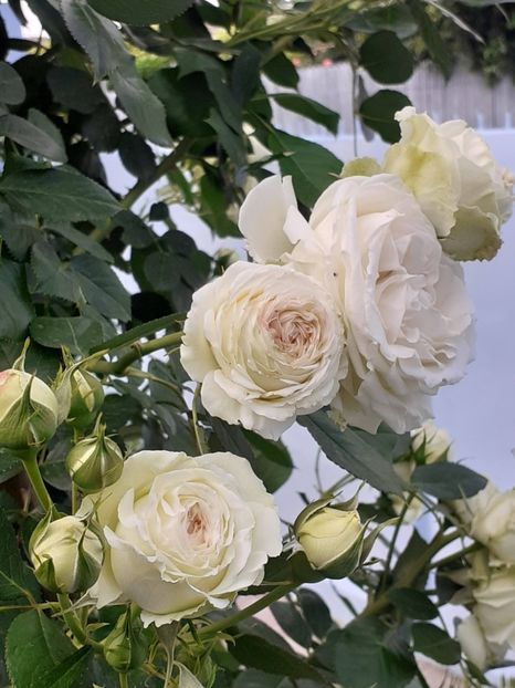  - Palais Royale 2022 - 2023-2024