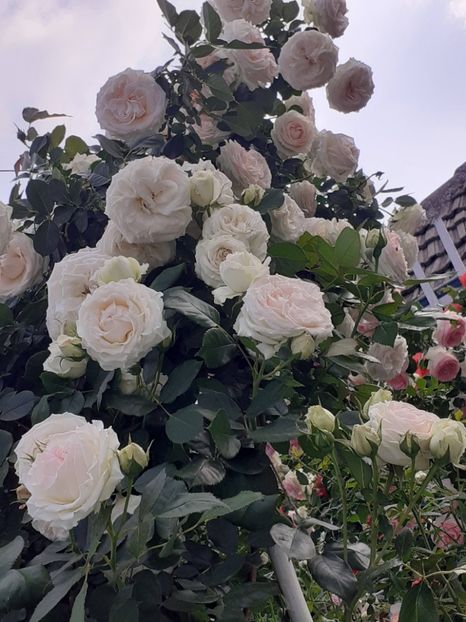  - Palais Royale 2022 - 2023-2024