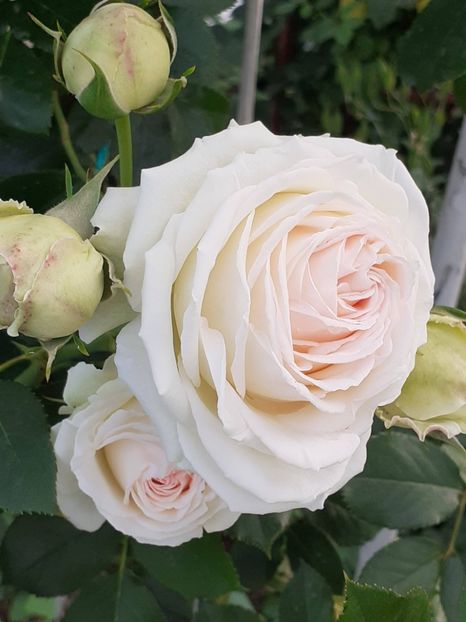 20220530_170157(0) - Palais Royale 2022 - 2023-2024