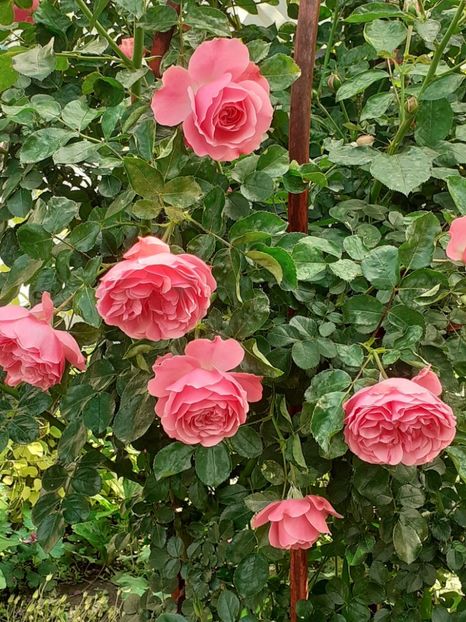  - Pink Leonardo 2021 - 2022 - 2023