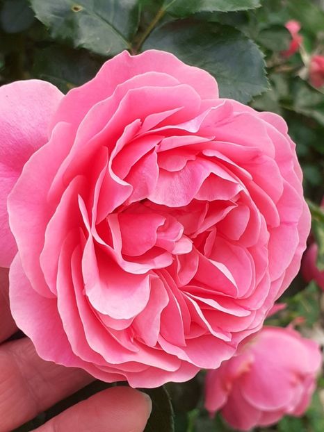  - Pink Leonardo 2021 - 2022 - 2023