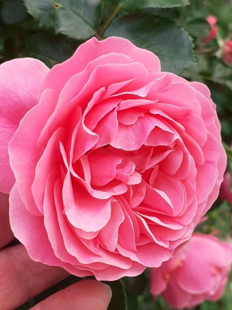  - Pink Leonardo 2021 - 2022 - 2023
