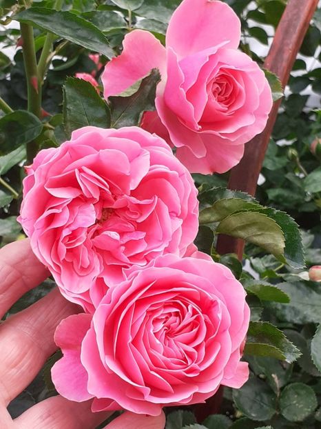  - Pink Leonardo 2021 - 2022 - 2023
