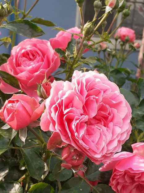  - Pink Leonardo 2021 - 2022 - 2023