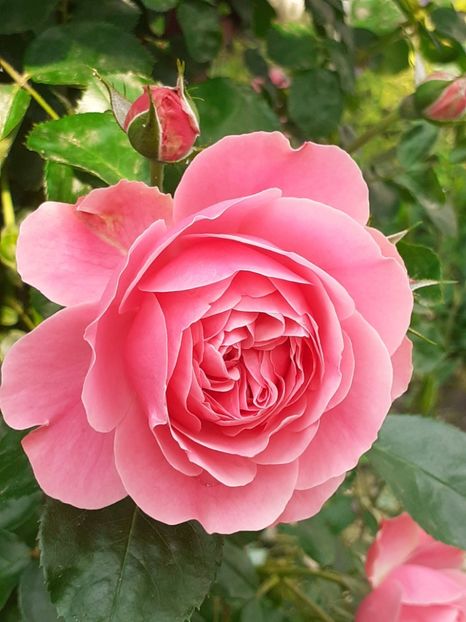  - Pink Leonardo 2021 - 2022 - 2023