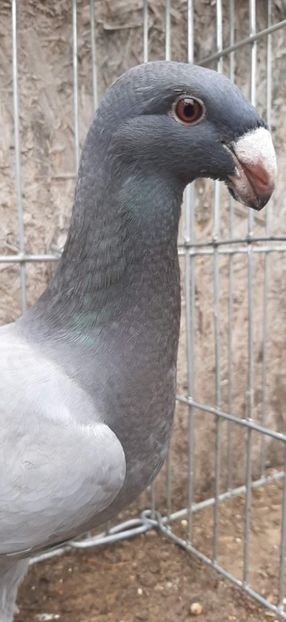 received_1661349607554173 - Pui 2022