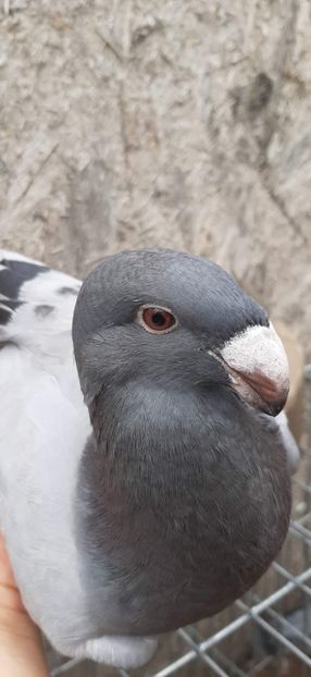 received_761648984838927 - Pui 2022