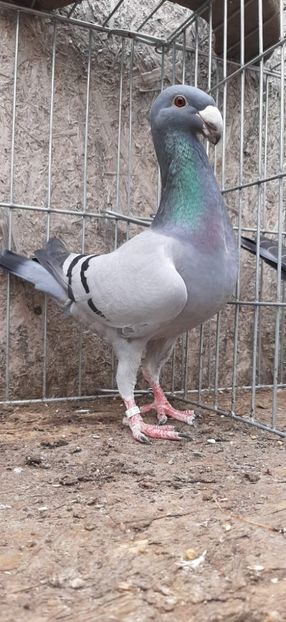 received_414625250524014 - femele 2022