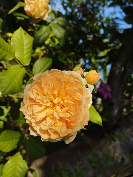  - Crown Princess Margareta