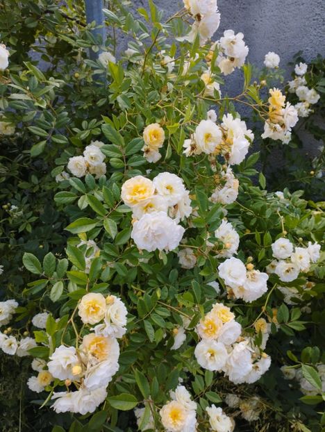  - Ghislaine de Feligonde