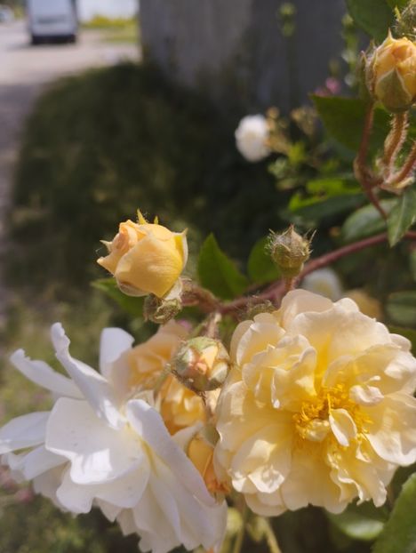  - Ghislaine de Feligonde