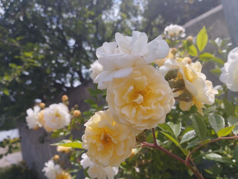  - Ghislaine de Feligonde