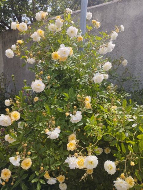  - Ghislaine de Feligonde