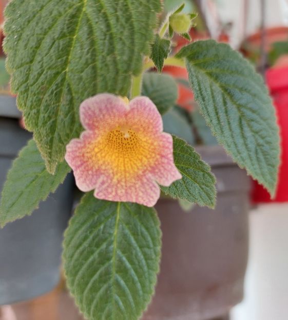 MM,S DAWN - AAA Achimenes 2022