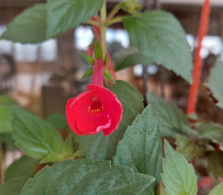 Orange Delight - AAA Achimenes 2022