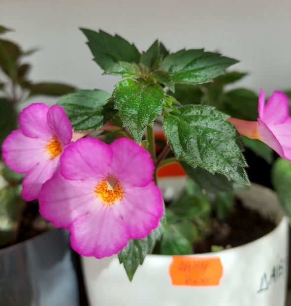 Daisy Boo - AAA Achimenes 2022