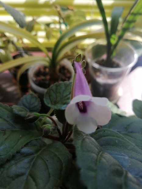  - MG s sinningia hybrids