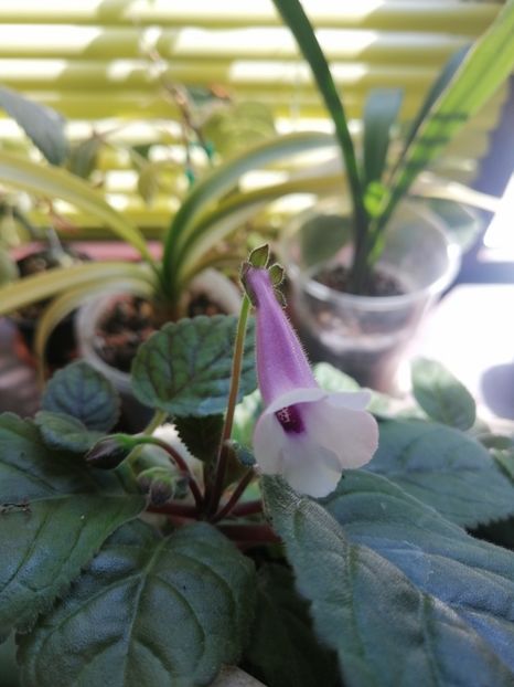  - MG s sinningia hybrids