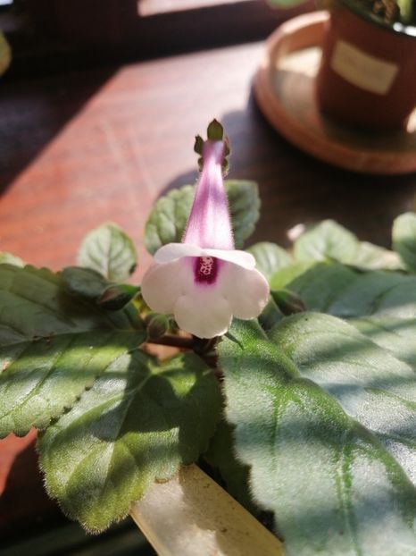  - MG s sinningia hybrids